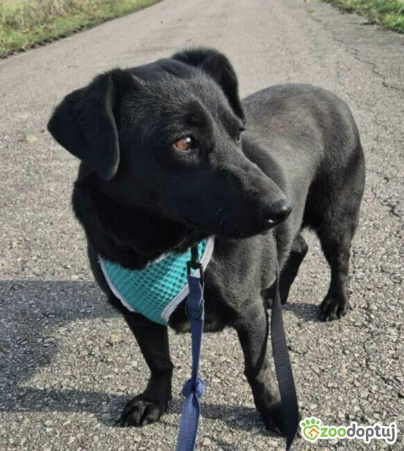 BIBI - 2 lata czeka na dom, ADOPTUJ PROSZĘ!