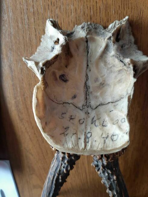 Rogi poroże sarny Jelenia kolekcja staroć antyk PRL