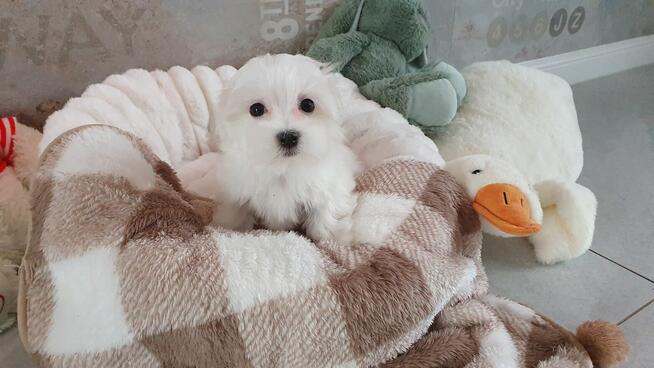 Maltańczyk sunia gotowa do odbioru