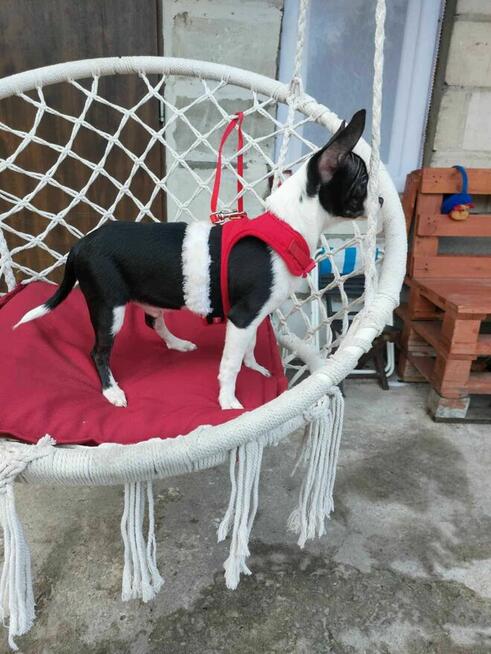 Piesek chihuahua okolice Warszawy