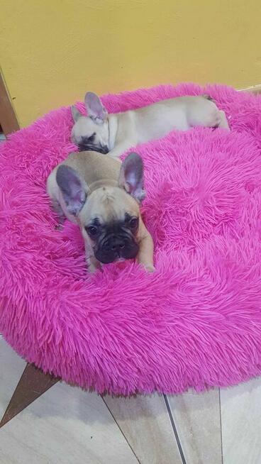 Szczeniaki buldog francuski