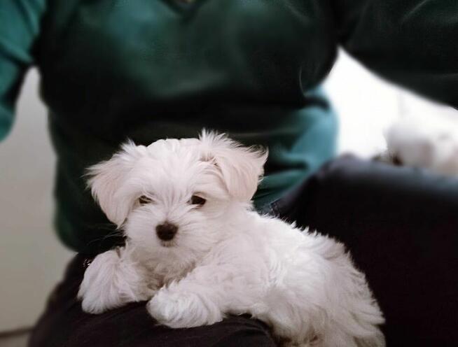 Maltańczyk szczenię boy