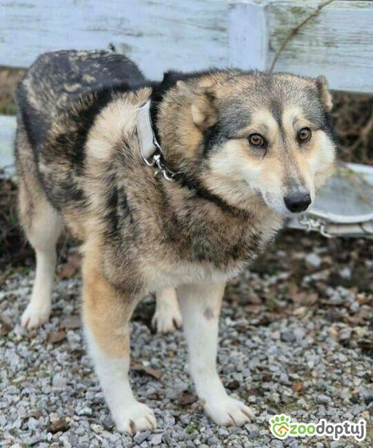 TAJGA - piękna, łagodna sunia szuka domu