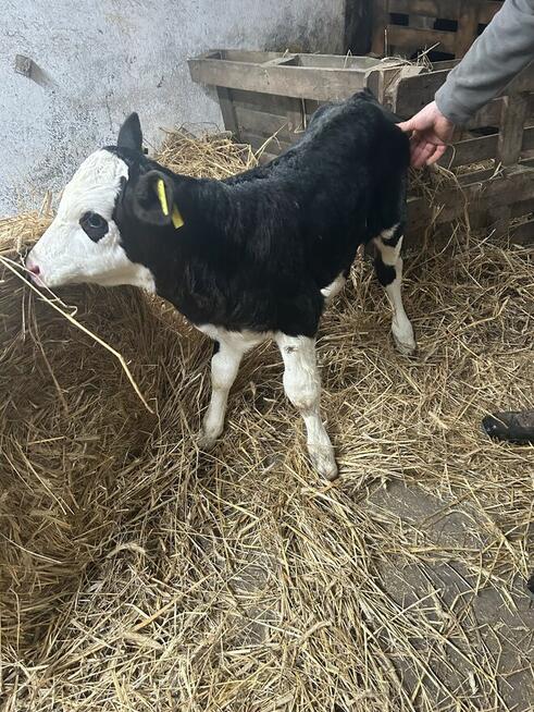 Sprzedam jałoweczke