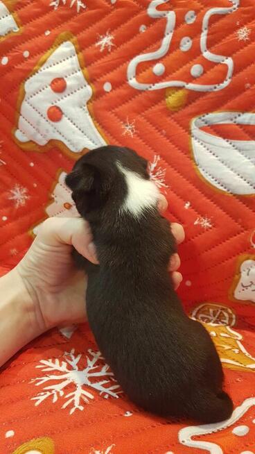 Szczeniaki CHIHUAHUA – okolice Warszawy