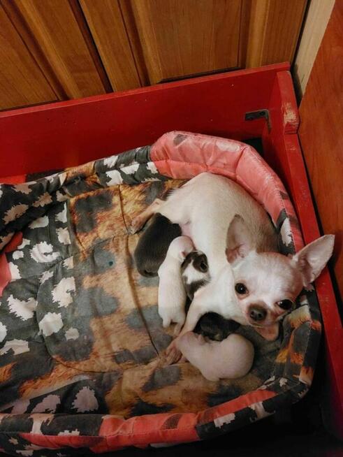 Piesek chihuahua okolice Warszawy