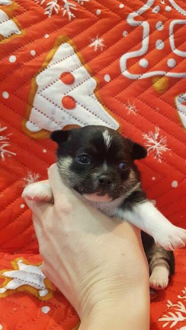 Szczeniaki CHIHUAHUA