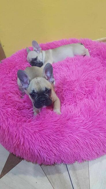 Szczeniaki buldog francuski