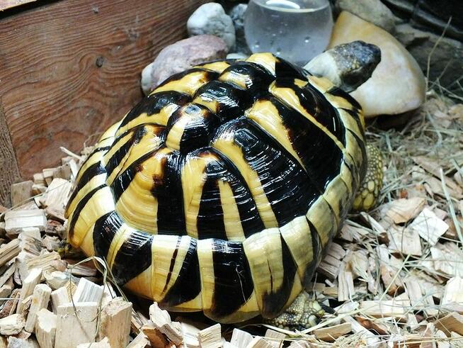 Żółw Grecki i Żółw Stepowy razem lub osobno Sprzedam w dobre