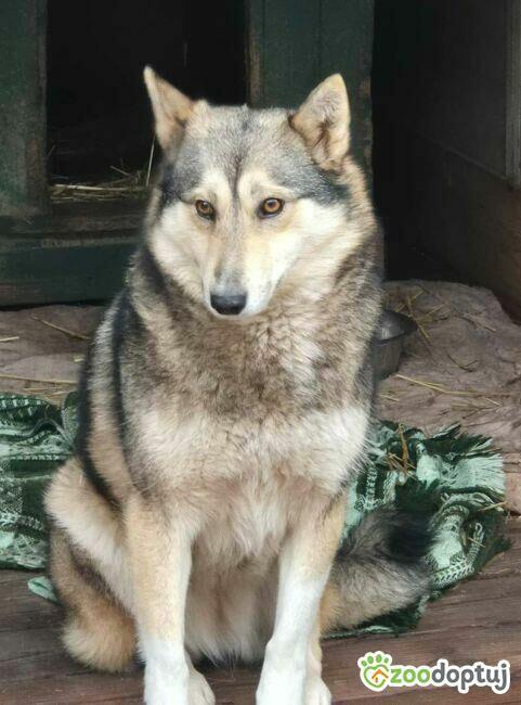 TAJGA - piękna, łagodna sunia szuka domu