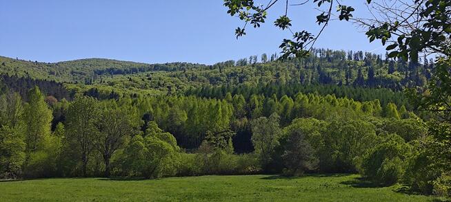 Wyjątkowa działka rolna z lasem i potokiem