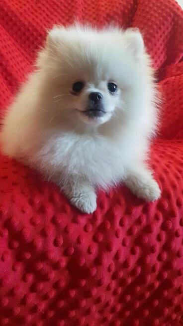 Śliczna suczka czarna szpic pomeranion