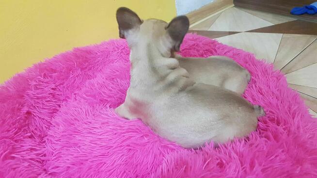 Szczeniaki buldog francuski