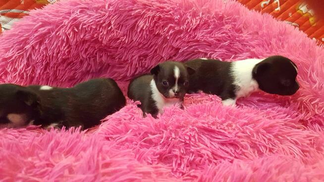 Szczeniaki CHIHUAHUA – okolice Warszawy