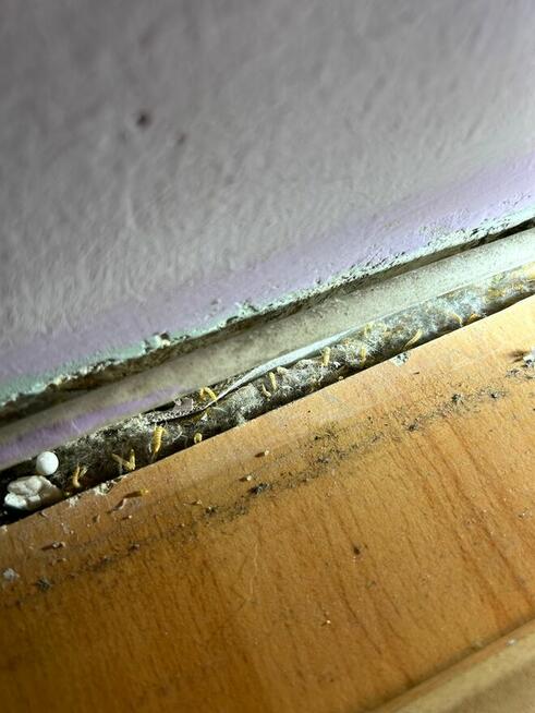 Zwalczanie pluskwy , karaluchów , ozonowanie, deratyzacja