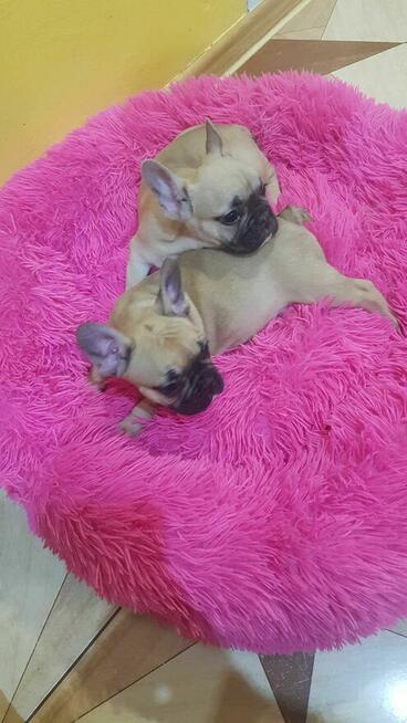 Szczeniaki buldog francuski