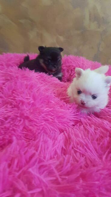 Śliczne szczeniaki szpic pomeranion