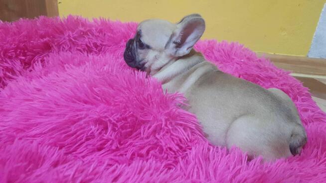 Szczeniaki buldog francuski