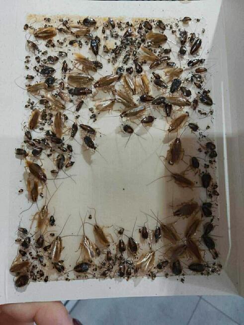 Zwalczanie pluskwy , karaluchów , ozonowanie, deratyzacja