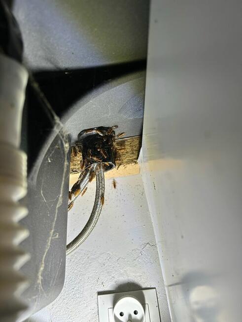 Zwalczanie pluskwy , karaluchów , ozonowanie, deratyzacja