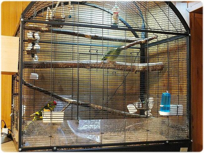 Papugi Modrolotki (Kozy) Parka legowa Samiec i Samica z 202