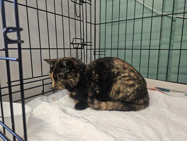 Mrucząca, ugniatająca łapkami młoda kotka A13/051