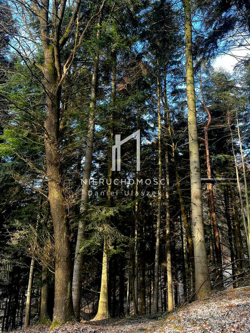 Działka leśna Pietrusza Wola gm. Wojaszówka