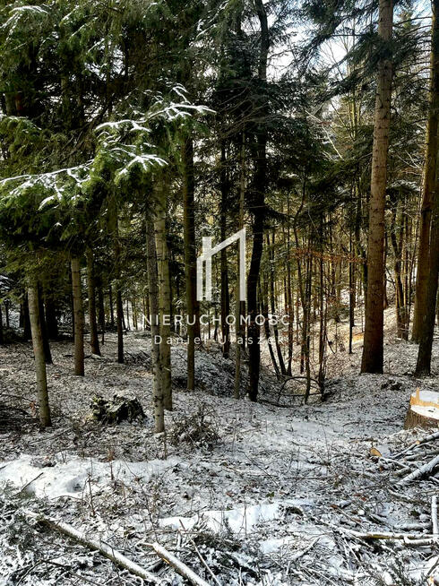 Działka leśna Pietrusza Wola gm. Wojaszówka