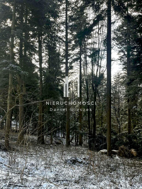 Działka leśna Pietrusza Wola gm. Wojaszówka