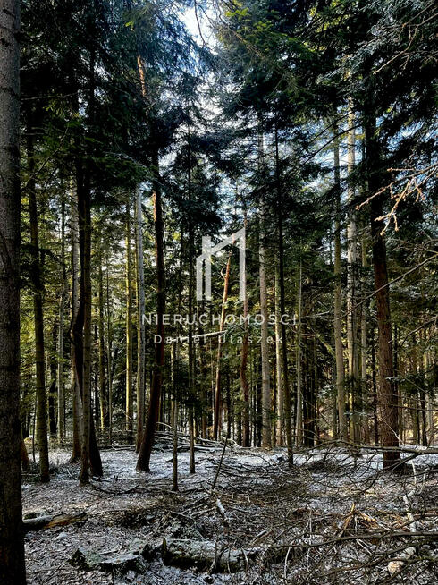 Działka leśna Pietrusza Wola gm. Wojaszówka