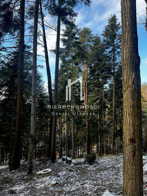 Działka leśna Pietrusza Wola gm. Wojaszówka