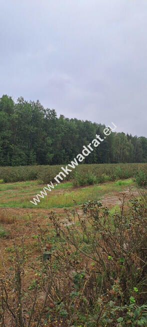 Duża działka, OSIEDLE/USŁUGI, MPZP - OKAzJA!