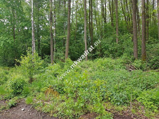 DZIAŁKA ZADRZEWIONA O REGULARNYM KSZTAŁCIE