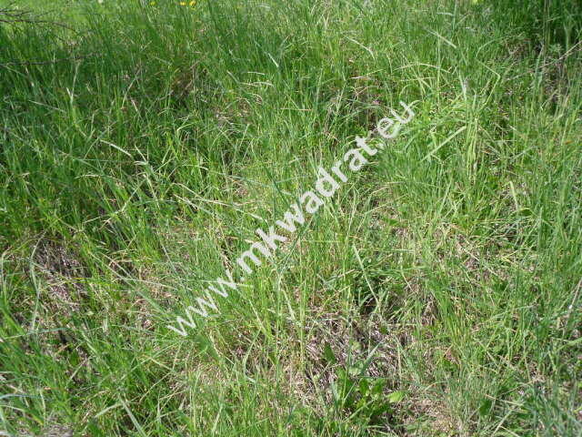 Działki dla zabudowy bliźniaczej !