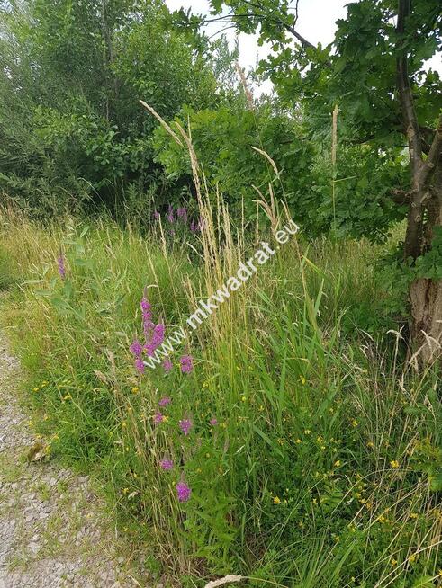 Blisko Podkowy Leśnej - ŻÓŁWIN Łąkowa WKD 1.8km!