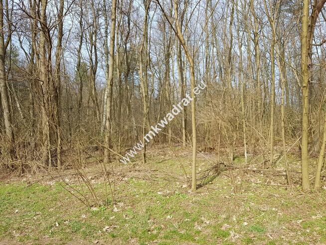 Borszyce gm. Kowiesy działka 2514 m