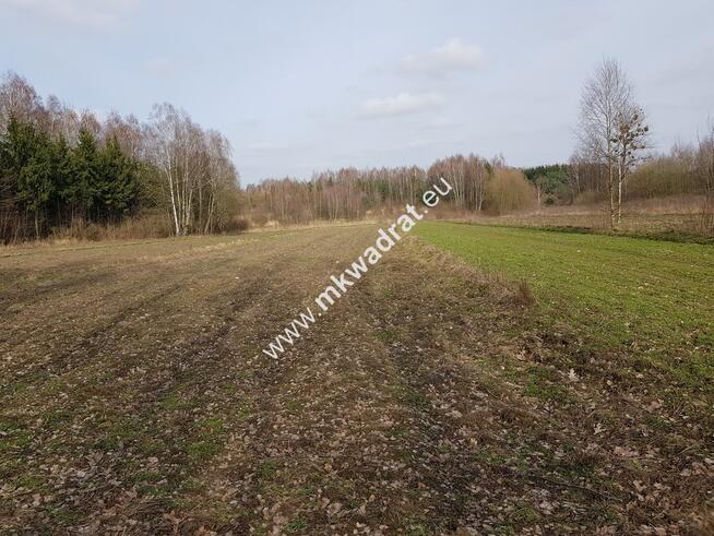 Borszyce gm.Kowiesy działka 7 283 m