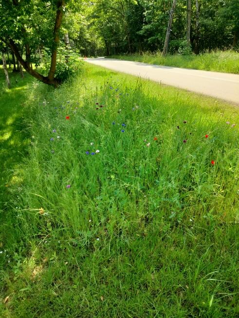 Malownicza działka pod lasem