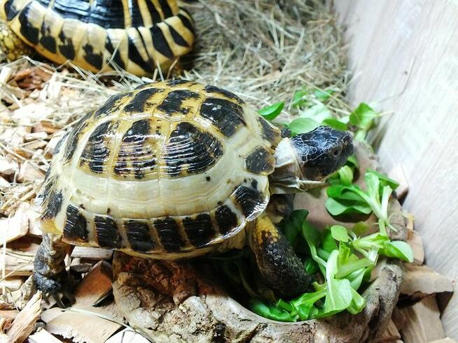 Żółw stepowy samica 5 lat