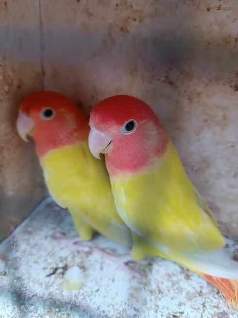 Nierozłączki parę rozella lutino i rozella białolica czerwon