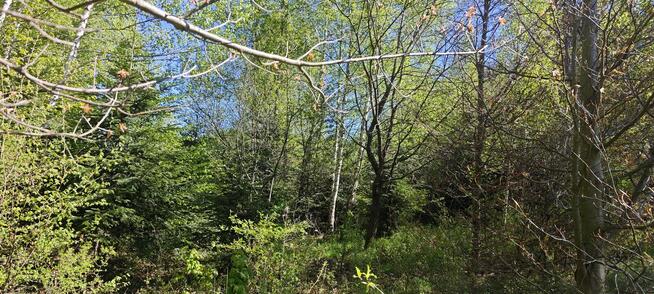 Wyjątkowa działka rolna z lasem i potokiem