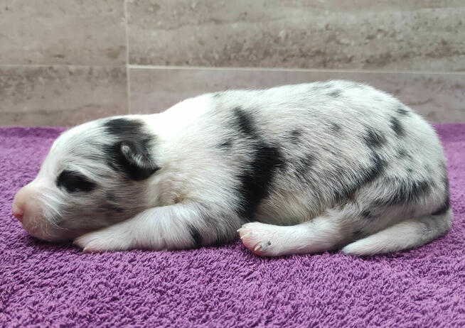 Rasowy pies bluemerle Border Collie z pełną dok. przebadani