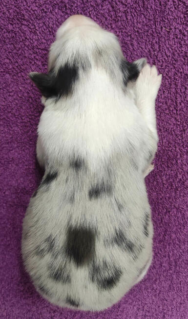 Rasowy pies bluemerle Border Collie z pełną dok. przebadani