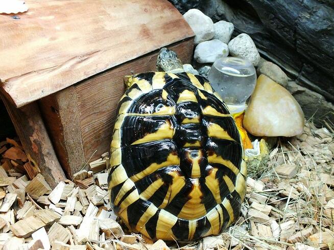 Żółw Grecki i Żółw Stepowy razem lub osobno Sprzedam w dobre