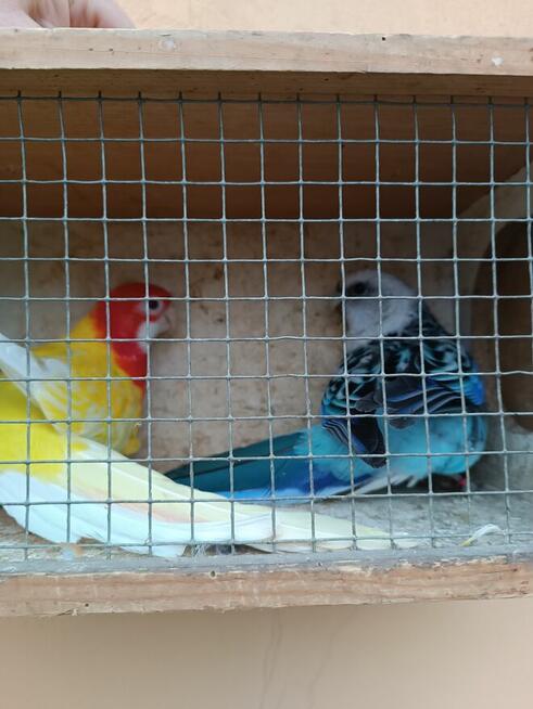 Nierozłączki parę rozella lutino i rozella białolica czerwon