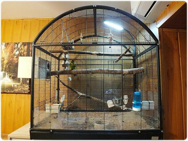 Papugi Modrolotki (Kozy) Parka legowa Samiec i Samica z 202