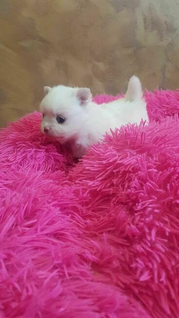 Śliczna suczka czarna szpic pomeranion