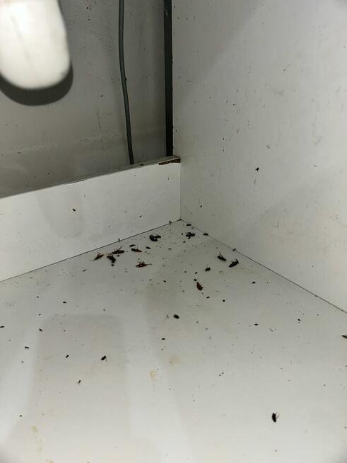 Zwalczanie pluskwy , karaluchów , ozonowanie, deratyzacja