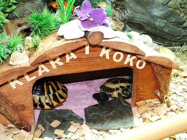 Żółw stepowy samica 5 lat