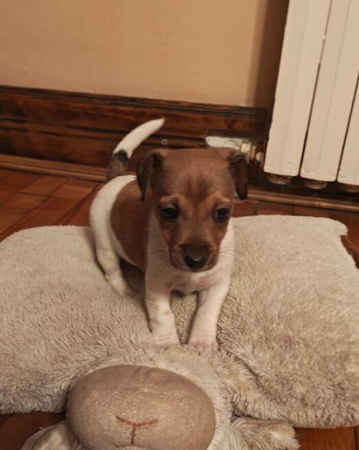 Suczki rasy Jack Russell Terrier z rodowodem